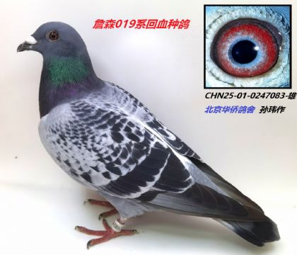 CHN25-01-0247083-c-ɰ-