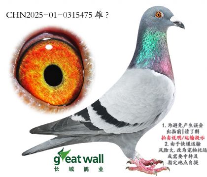 13.С445O.0315475
