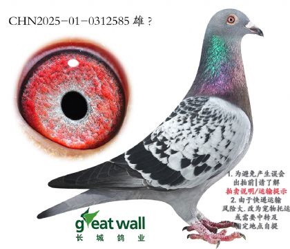 15.O.0312585