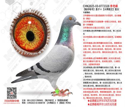 新闪电号直子×大师国王直女