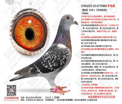 鲁迪外孙×闪电哈利