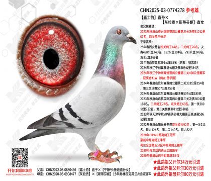 嘉士伯直孙ד灰拉贡×斯蒂芬妮”直女