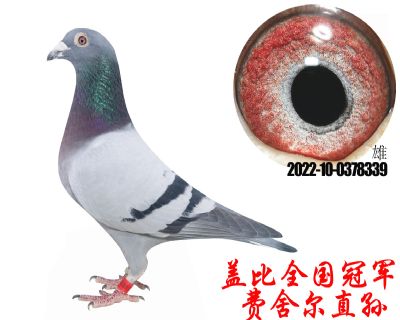 父