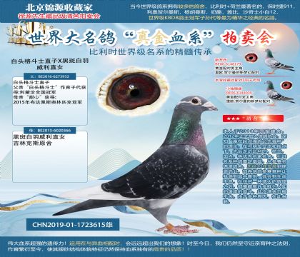 白頭格斗士直子X黑斑白羽威利直女