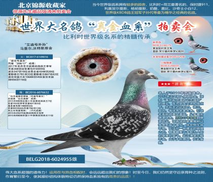 馬塞爾.沃特斯原舍“艾迪號(hào)外孫”
