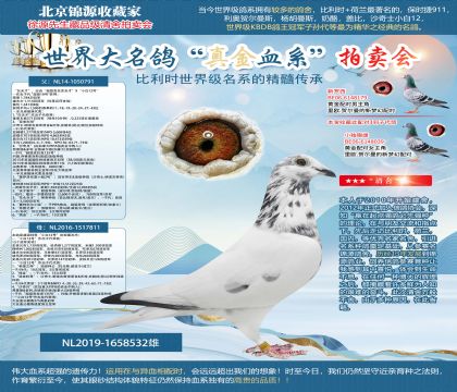 沙奇士·明諾吉奧帝原舍-“灰天才”X“小白12號(hào)”的雙重孫代