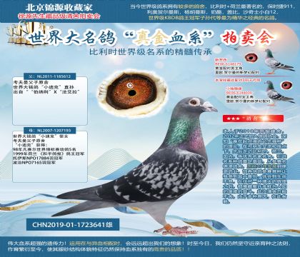 考夫曼小迪克19-1723641雄