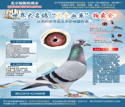 法蘭德收藏原舍“新基特爾直子”