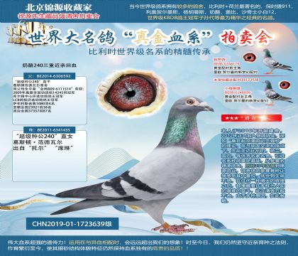 奶酪240三重近親回血19-1723639雄