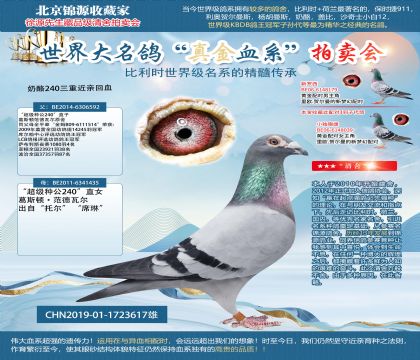 奶酪240三重近親回血19-1723617雄