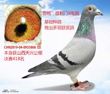 T˹XXdQِ418