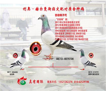 吉伯特直女