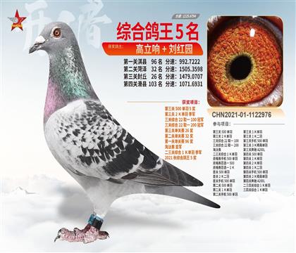 鐵定四關鴿王5名