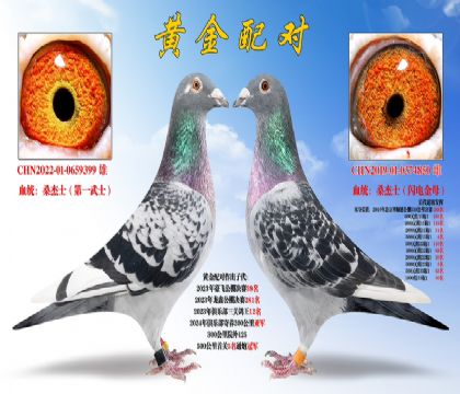 S䌦ɣʿһʿ