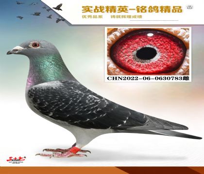 (ni)Ӣܺں䷲