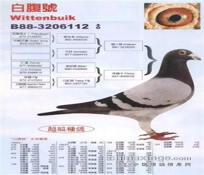 白腹號(hào)