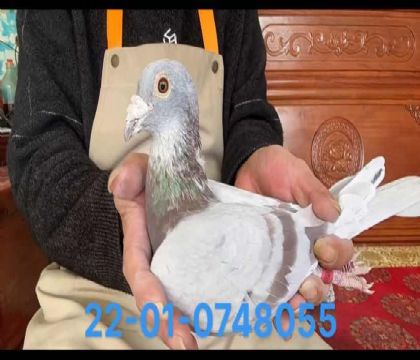 馬塞爾沃特斯 8055