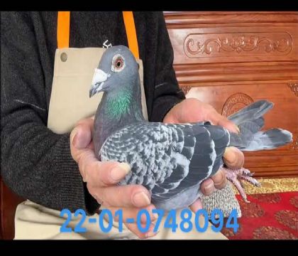 凡戴克尼爾斯近血8094