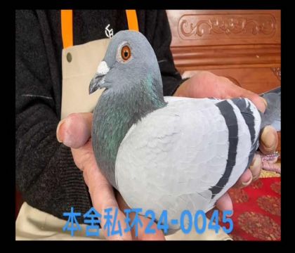 奶酪0045