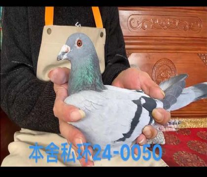 基特爾直孫x灰利奧外孫女0050