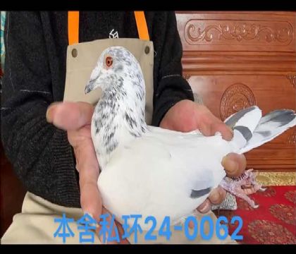 馬塞爾沃特斯電流號獅王號近親0062