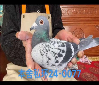 奶酪小子近血外孫x小瑪莉外孫女0077