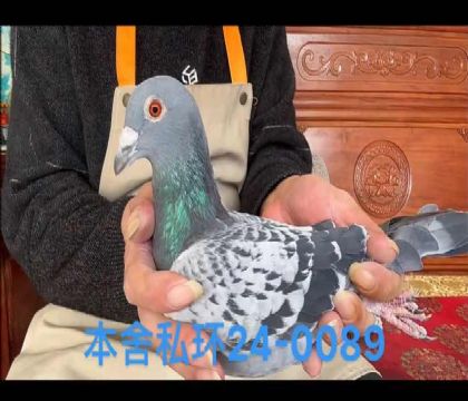 喬斯佛卡門野馬號直孫0089