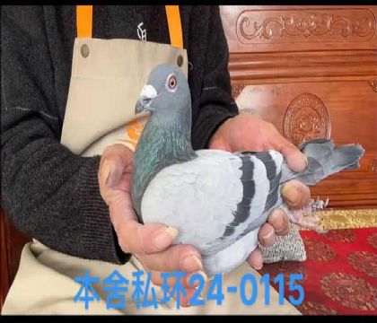 利奧賀爾曼斯0115
