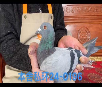 速霸龍?zhí)└曛弊觴馬提奧近血0196