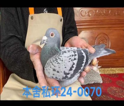 史蒂芬蘭布瑞契幸運號外孫女0070