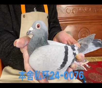 迪克凡戴克灰斯達夫直孫女0076