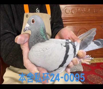 葛斯頓乳酪小子近血0095