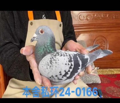 凡戴灰斯達夫外孫女0116