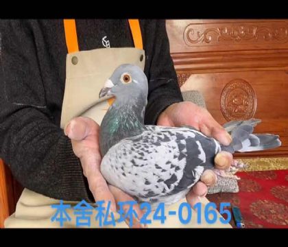 喬斯佛卡門電流號x野馬號0165