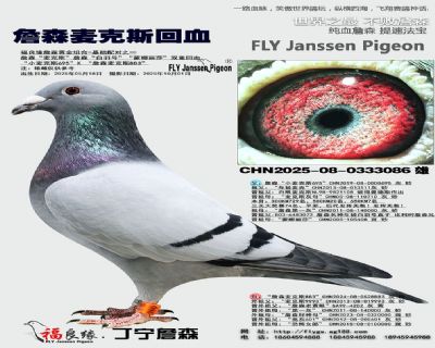 詹森麥克斯回血
