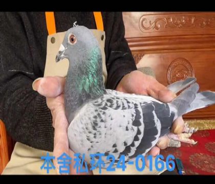 威廉迪布恩科恩直子x颶風號0166