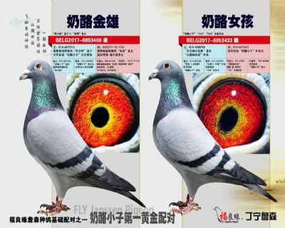 奶酪小子第一黃金配對