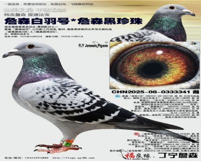 詹森白羽號/詹森黑珍珠
