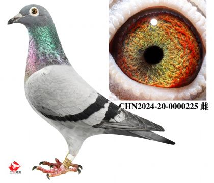 P(gun)֮Ů