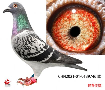 16-CHN2021-01-0139746