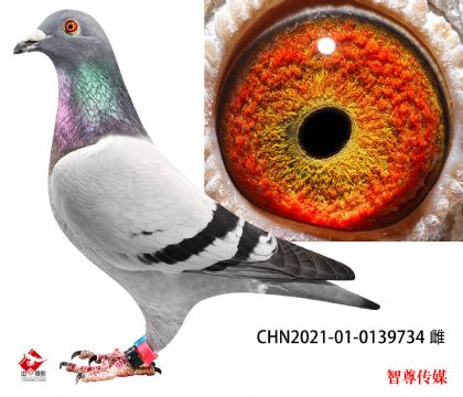16-CHN2021-01-0139734