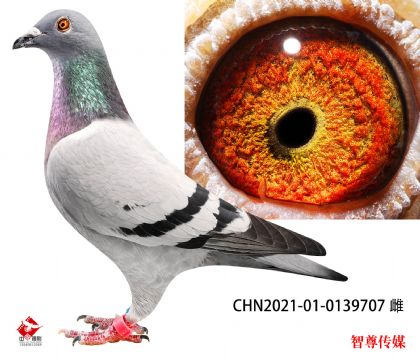 16-CHN2021-01-0139707