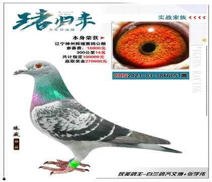 白蘭鴿齊文博 交神州輝煌 本身獲得300公里14名