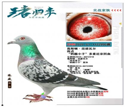 北京壹號鴿舍張斌作育“奶酪小子”