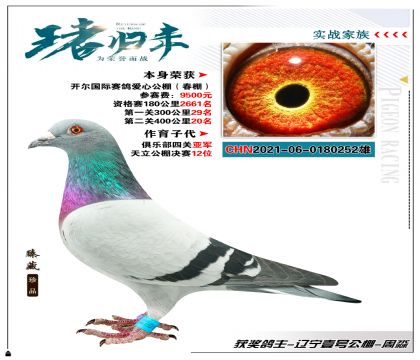 本身開爾國際賽鴿愛心公棚400公里20名