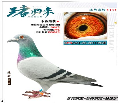 本身唐山陽光國際賽鴿公棚 430公里26名