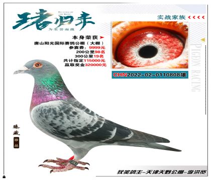 本身唐山陽光國際賽鴿公棚300公里19名