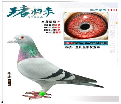 蓋比皇家灰直系 本身榮獲1000公里冠軍