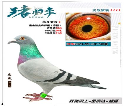 金泰達-楊猛選送唐山陽光寄養(yǎng)棚  本身成績550公里21名
