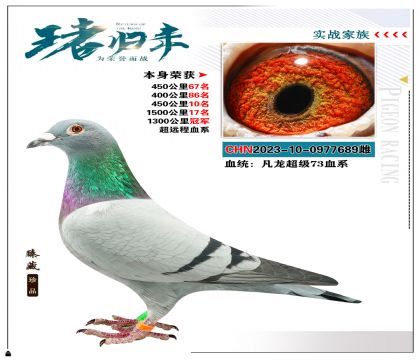 強烈推薦:凡龍超級73血系  本身榮獲1300公里冠軍